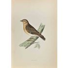 Wood Lark