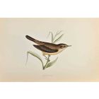 Reed Warbler