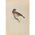 Bluebreast