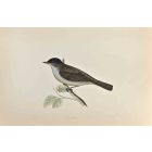 Blackcap