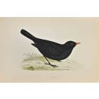 Blackbird