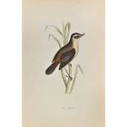 Sedge Warbler