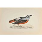 Rock Thrush