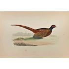 Pheasant