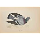 Rock Dove