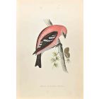 American White-Winged Crossbill