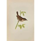 Wren
