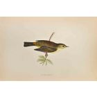 Willow Warbler