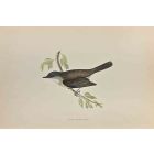 Lesser Whitethroat
