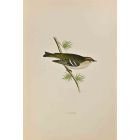 Goldcrest