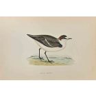 Kentish Dotterel