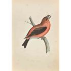 Parrot Crossbill