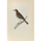 Tree Pipit