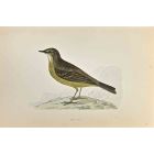 Rock Pipit