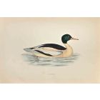Goosander