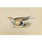 Sand Grouse