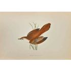 Rufous Sedge Warbler