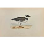 Little Ringed Dotterel