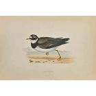 Ringed Dotterel