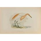 Buff-Backed Heron