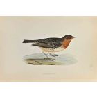 Red-Throated Pipit