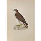 Honey Buzzard