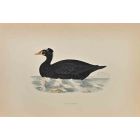 Surf Scoter