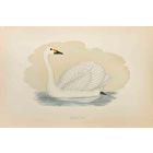 Bewick's Swan