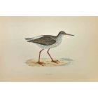 Redshank