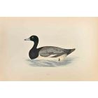 Scaup