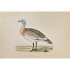 Great Bustard