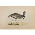Little Bustard