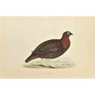 Red Grouse