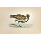 Golden Plover