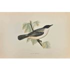 Orphean Warbler
