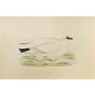 Ptarmigan