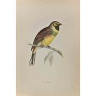 Cirl Bunting