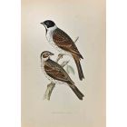 Black-Headed Bunting