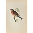 Linnet
