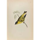Siskin