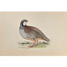 Red-Legged Patridge