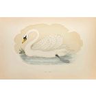 Mute Swan