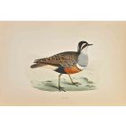 Dotterel