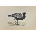 Grey Plover