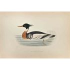 Red-Breasted Merganser