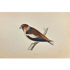 Hawfinch