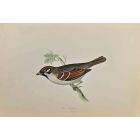 Tree Sparrow