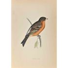 Mountain Finch