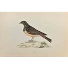 Ortolan
