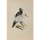 Egyptian Vulture